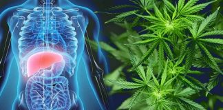 CBD Help in Liver Disease