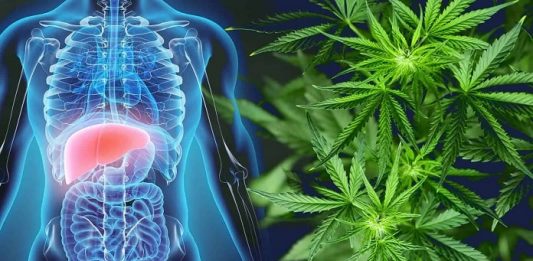 CBD Help in Liver Disease