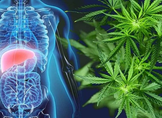 Can CBD Help in Liver Disease? CBD Help in Liver Disease