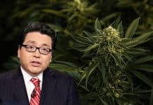 Marijuana Stock Sell-off Brings the Dotcom and Bitcoin Bubble to Tom Lee’s Mind