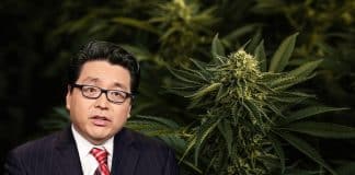 Marijuana Stock Sell-off Brings the Dotcom and Bitcoin Bubble to Tom Lee’s Mind