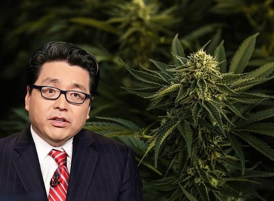 Marijuana Stock Sell-off Brings the Dotcom and Bitcoin Bubble to Tom Lee’s Mind