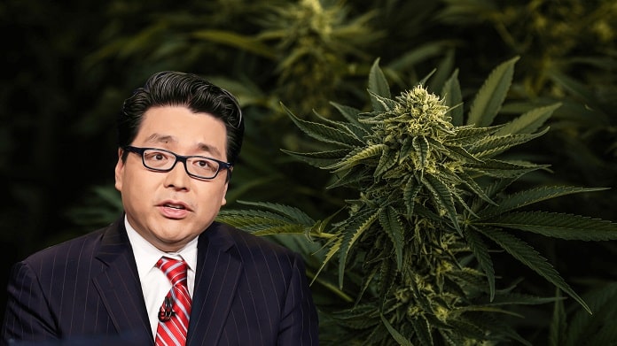 Marijuana Stock Sell-off Brings the Dotcom and Bitcoin Bubble to Tom Lee’s Mind