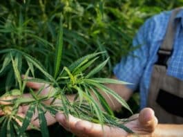 Medical Marijuana Sells High Medical Marijuana Sells High