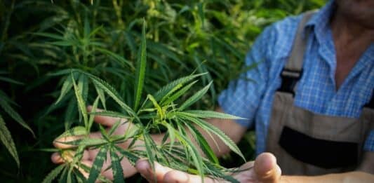 Medical Marijuana Sells High