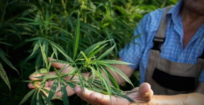 Medical Marijuana Sells High