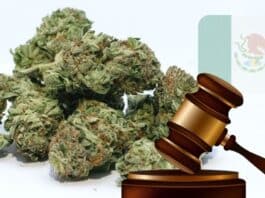 Mexican Senate Puts Legalization of Marijuana on Hold