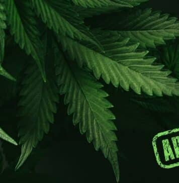 Rockland Gets Special Permit for Third Marijuana Dispensary